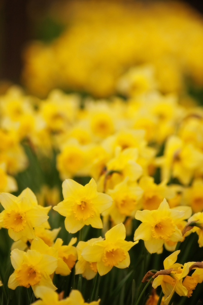 A host of golden daffodils