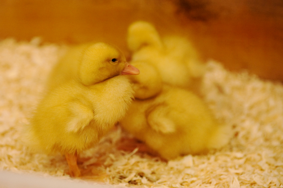 Newborn ducklings