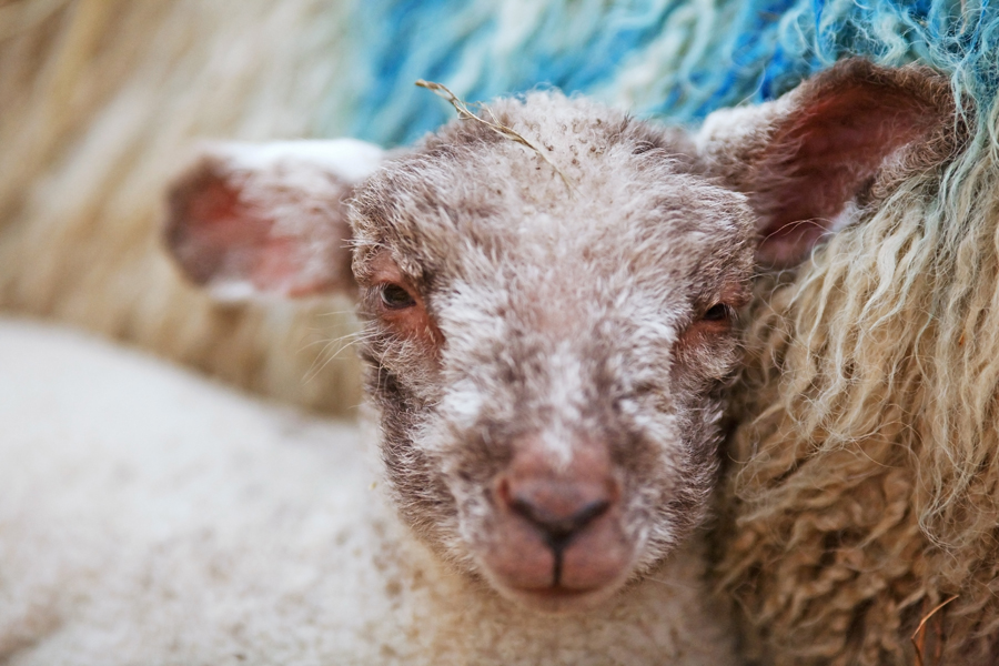 Newborn lamb
