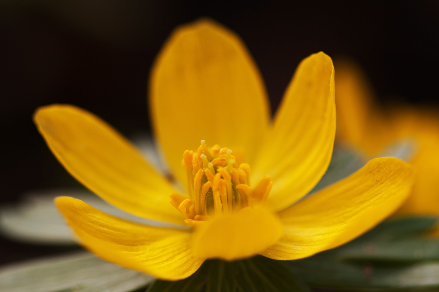 Winter aconite