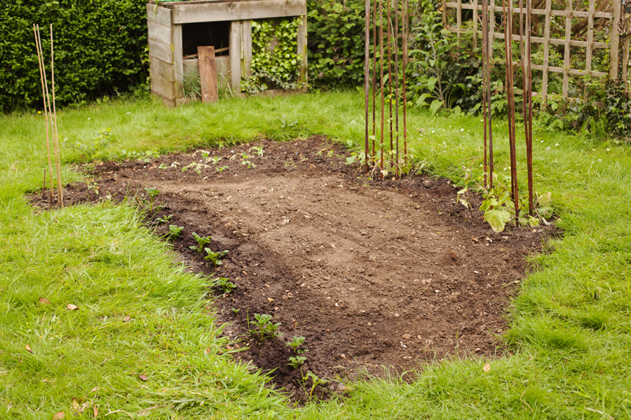 View from the end of the veg plot with potatoes on the left and runner beans on the right