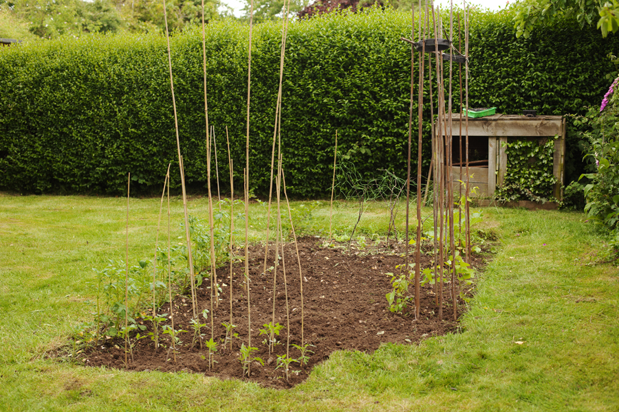 The tidied-up plot with newly planted tomatoes at the front