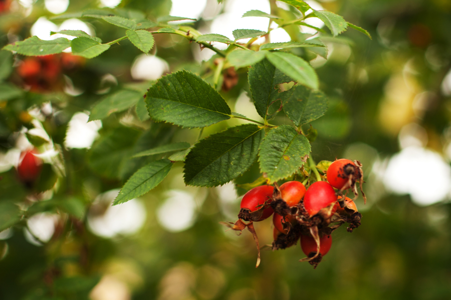 Rose hips