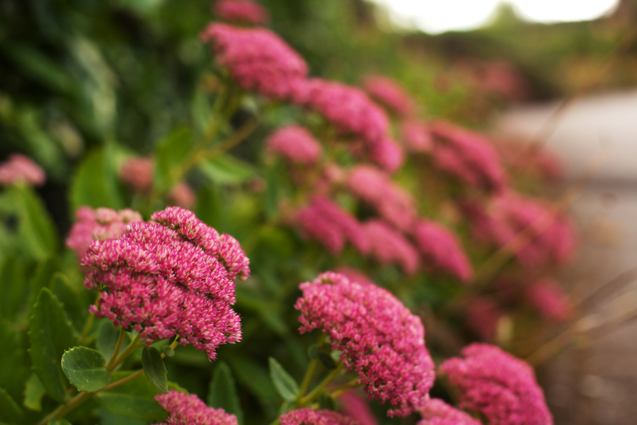 Flowering sedum