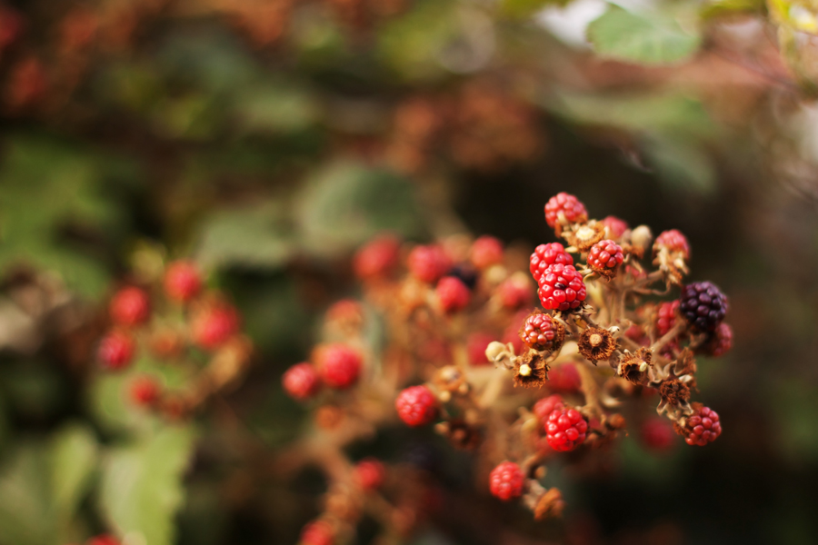Ripening blackberries