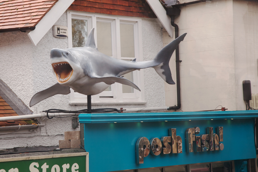 A shark spotted from the bus