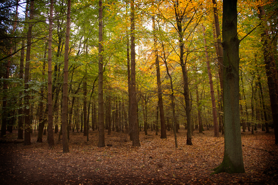 Autumn tints among the trees