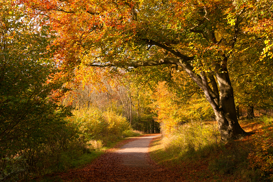 Heading back along the path in gorgeous light