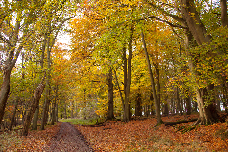 More autumnal trees