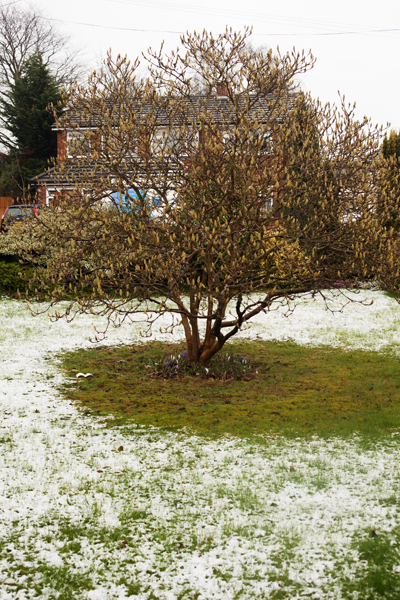 Snow around the budding magnolia at mum's house