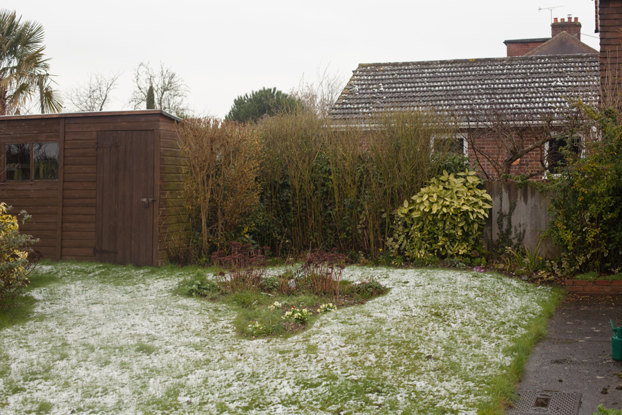 Primroses in the snow
