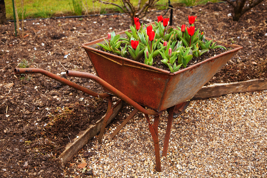 Tulips in an old barrow