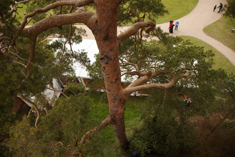 Looking down the Scots Pine beside the tower
