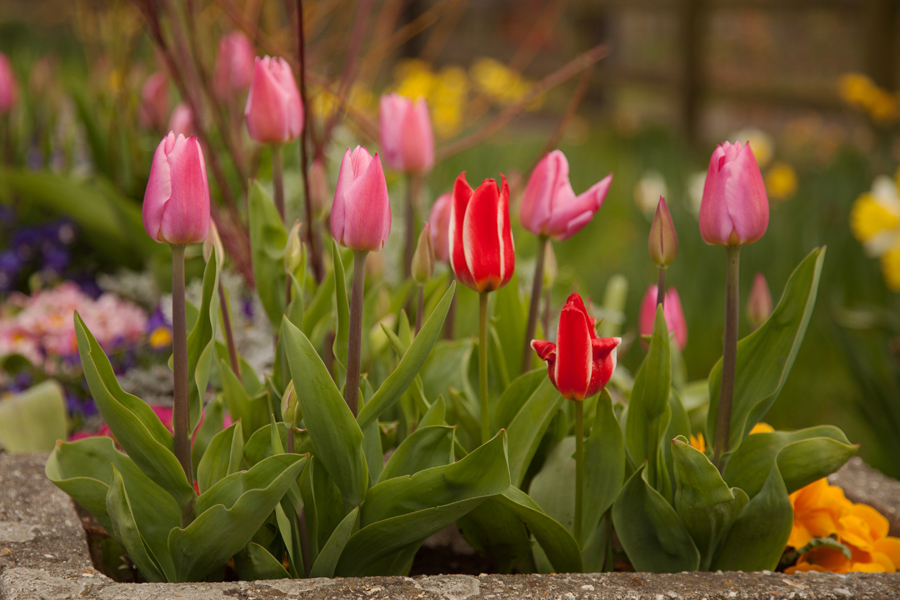 Tulips