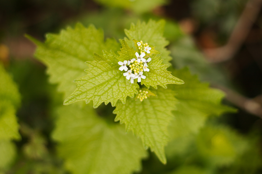 More signs of spring