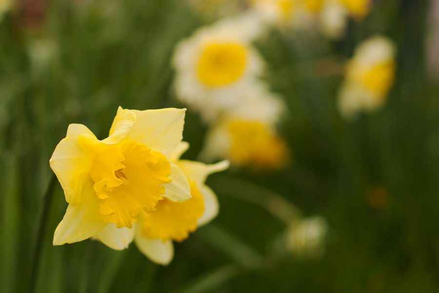 Late daffodils