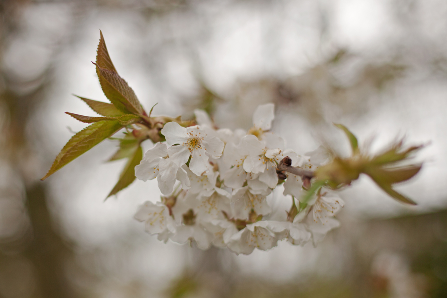 Spring blossom