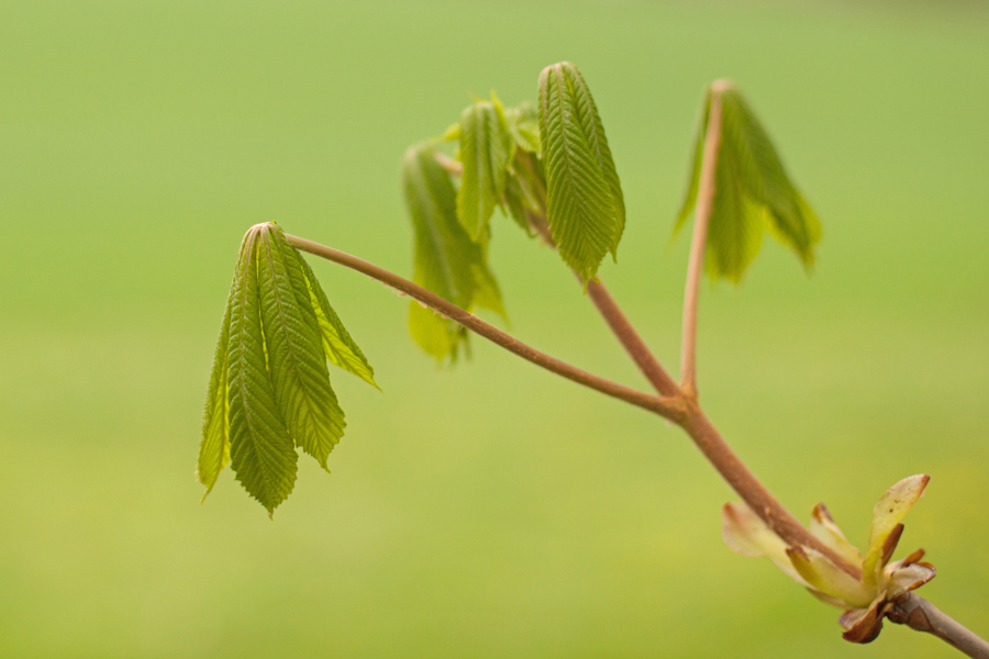 Unfolding chestnut