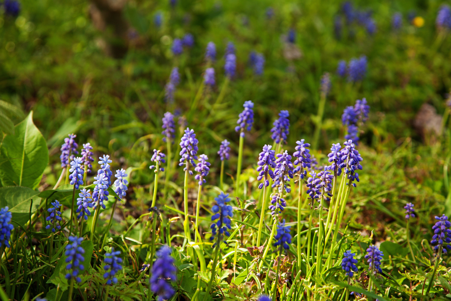 Grape hyacinths