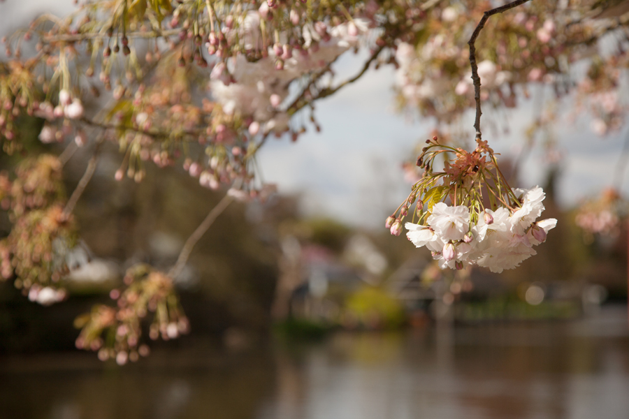 Spring blossom