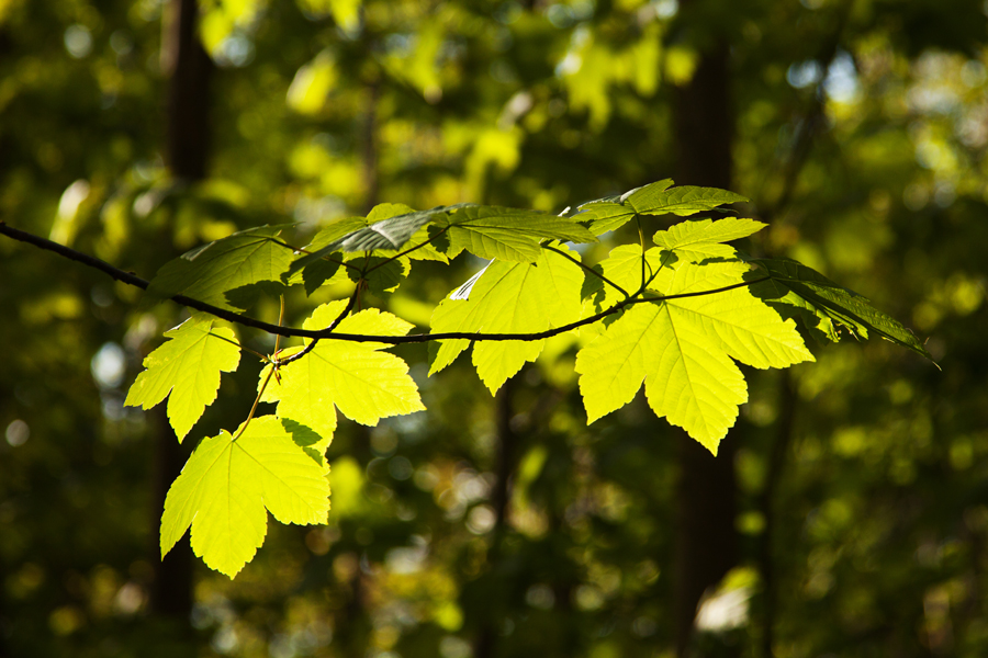 Spring leaves in the sunshine