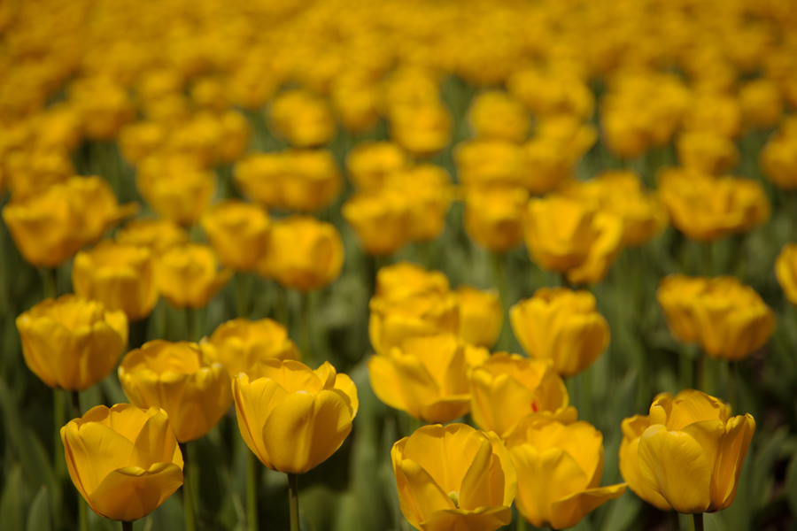 A sea of yellow