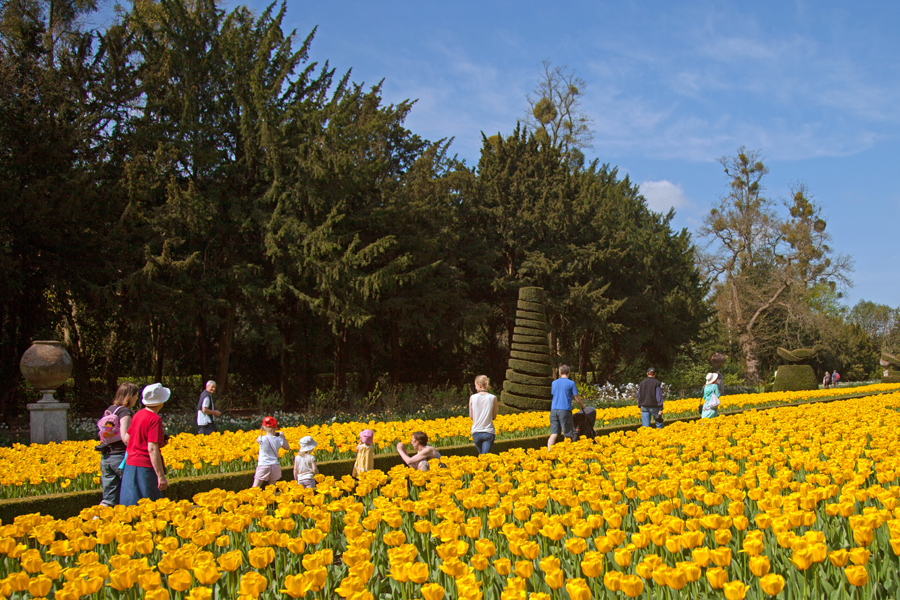 Walking through the tulips