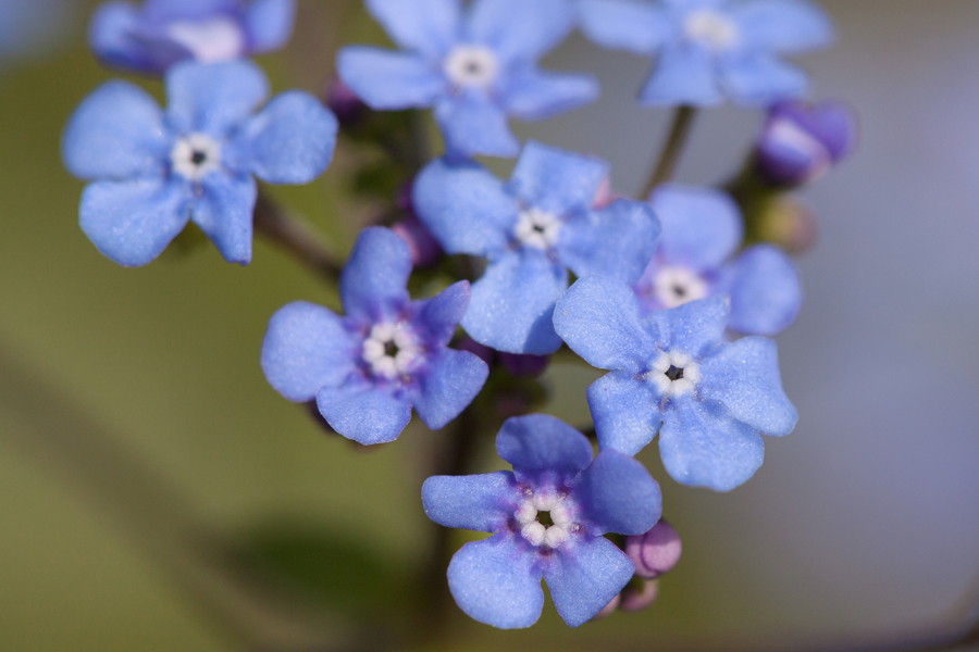 Delicate forget-me-nots