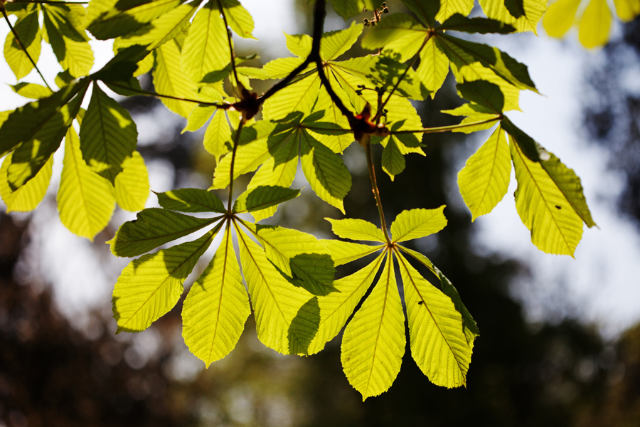 Chestnut leaves in the sunshine