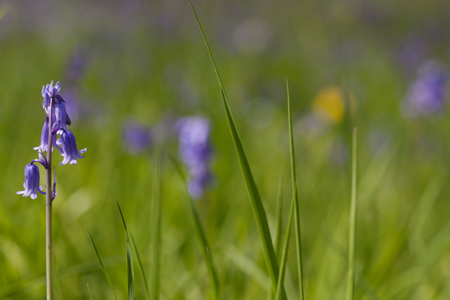 Bluebells