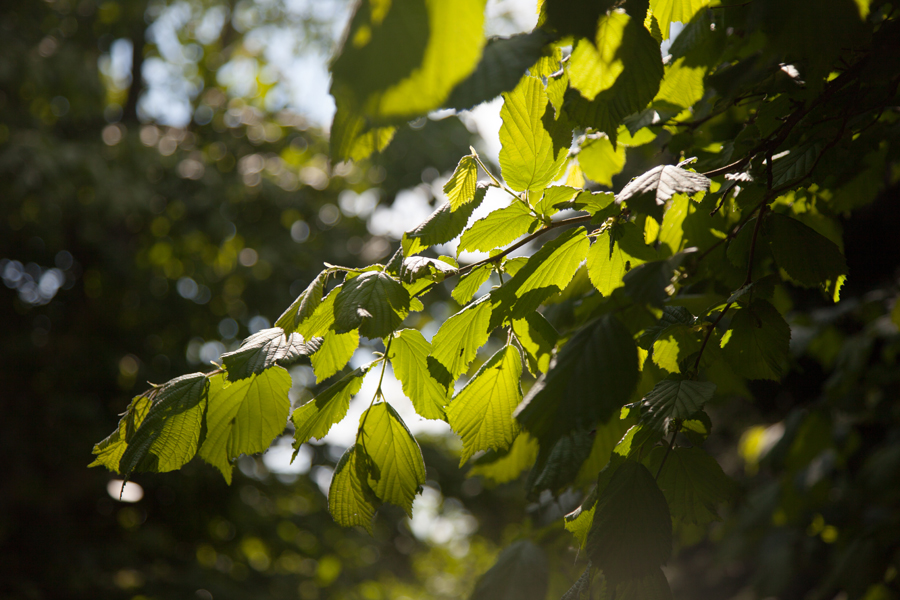 Dappled leaves in the sunshine