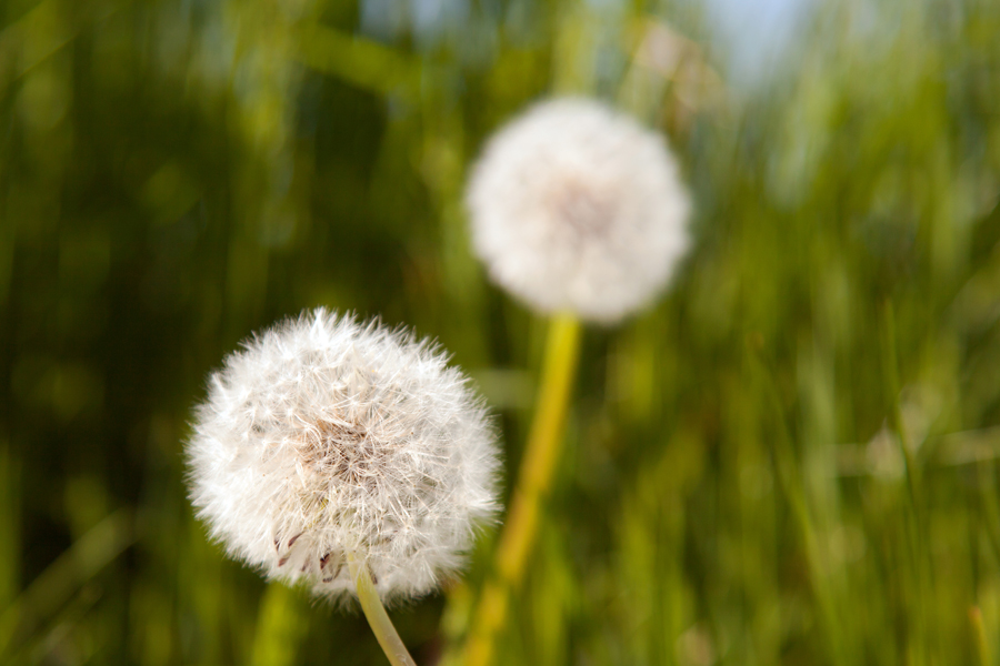 Dandelions