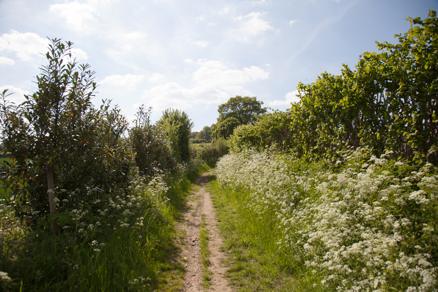 Spring blossom in the hedgerows