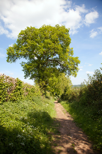 Oak trees in leaf