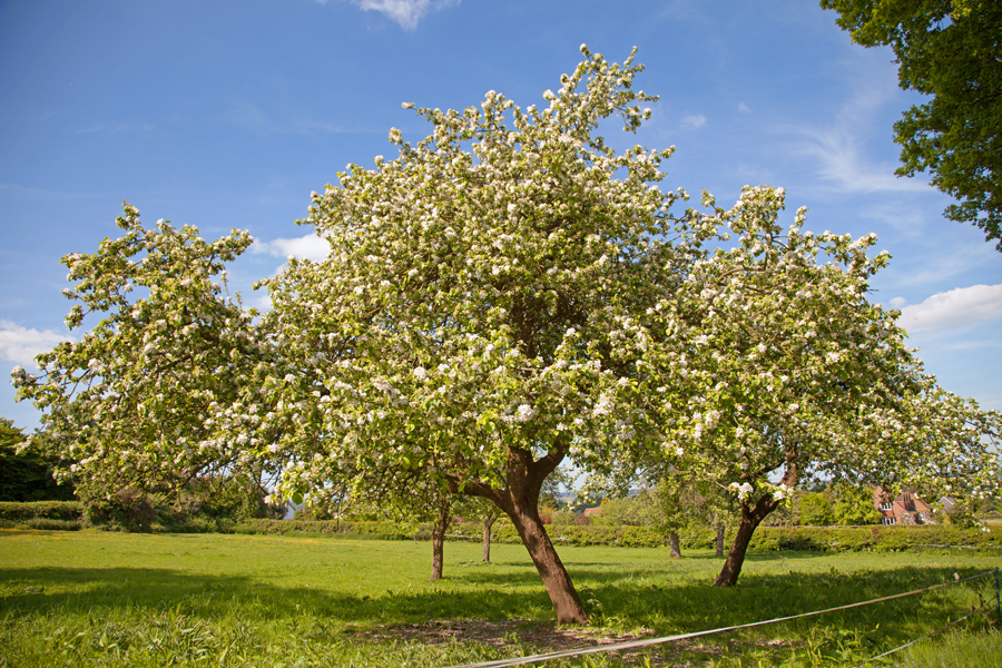 Apple trees in blossom