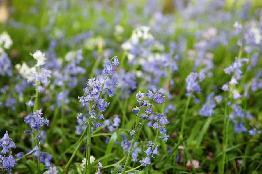 Bluebells