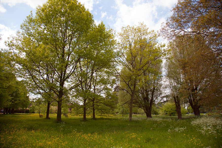 Trees finally showing signs of summer
