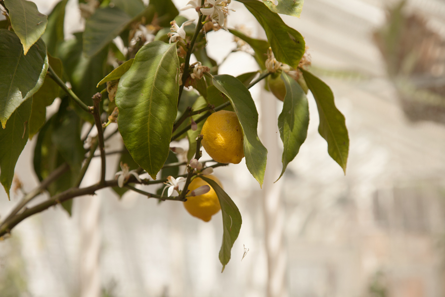 Lemons in the greenhouse