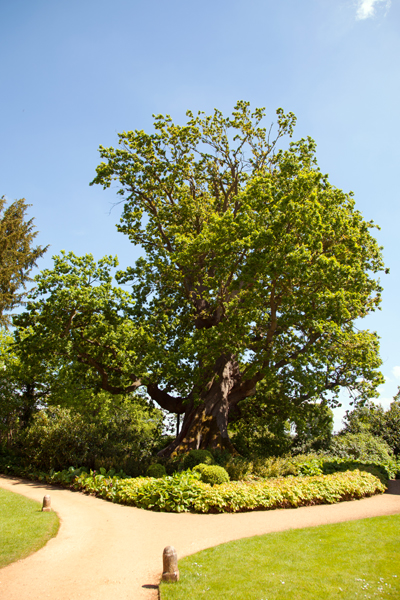A six hundred year old oak tree