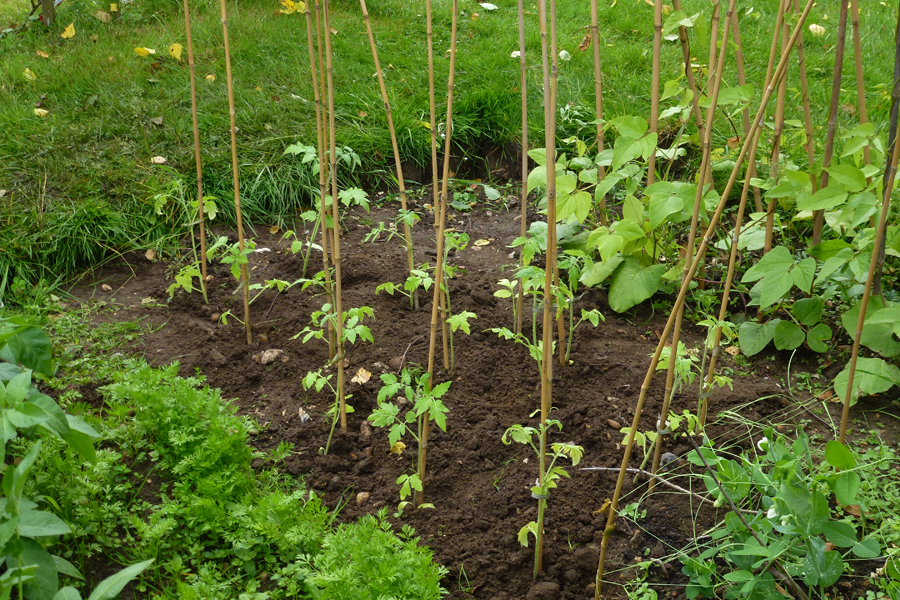 The newly planted tomatoes