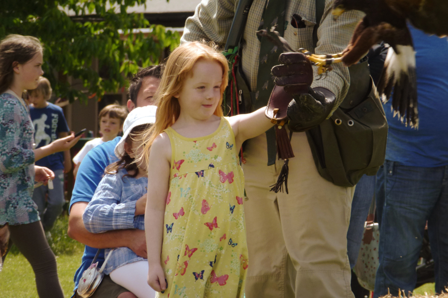 A brief encounter with a hawk