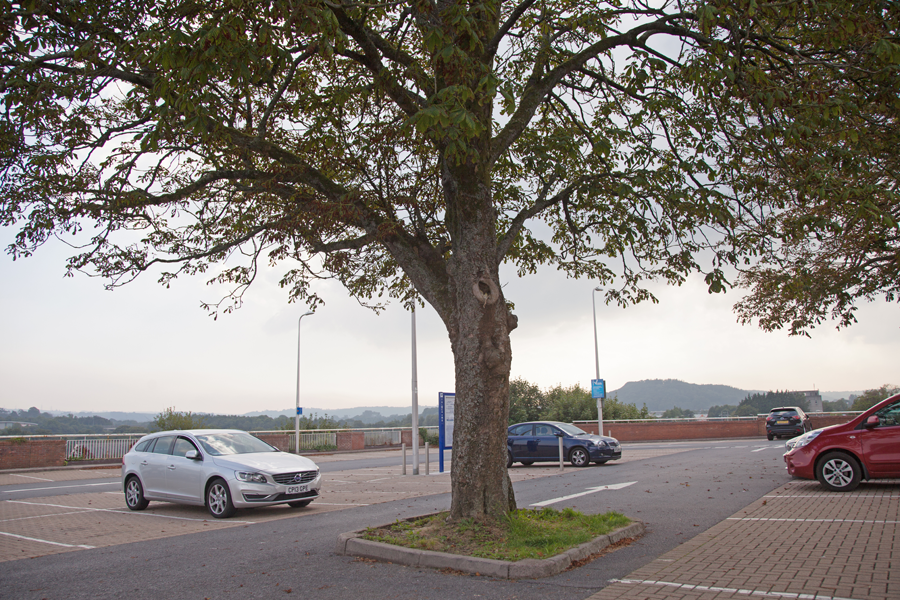 An interestingly positioned tree in Wilkinson's car park