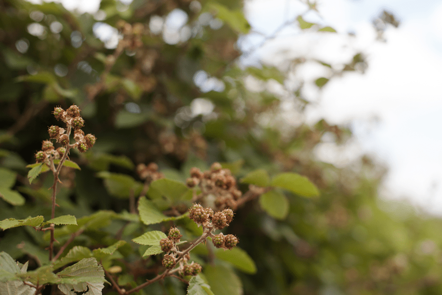 Blackberries