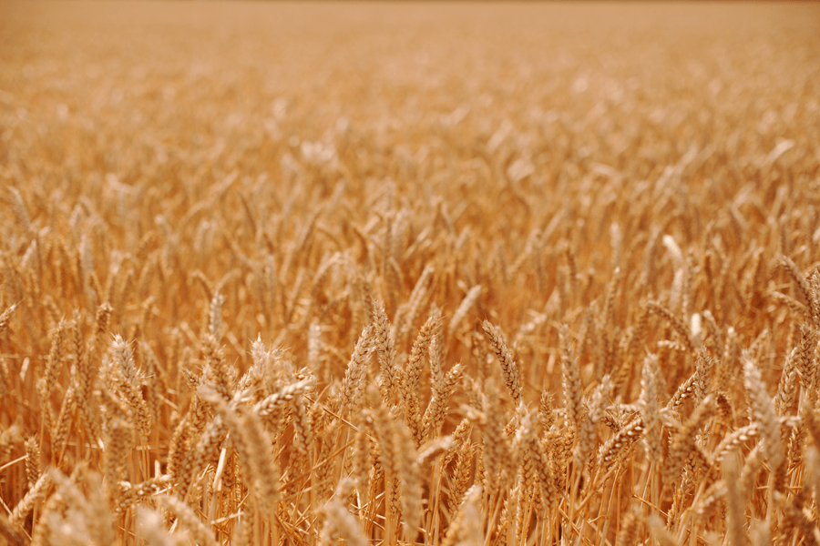 Wheat nearing harvest