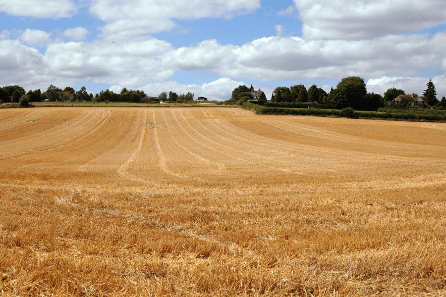The recently harvested field
