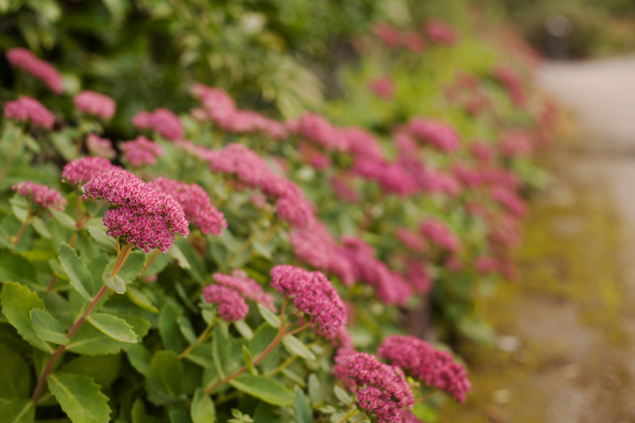 Colourful sedums