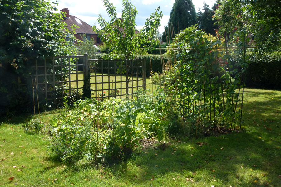 High summer on the veg plot