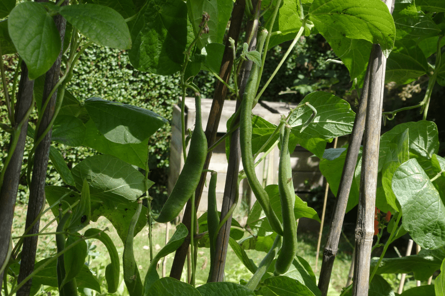 Ripening runner beans