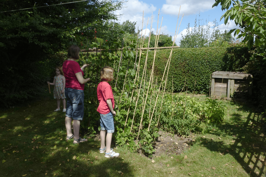 Picking some of the beans