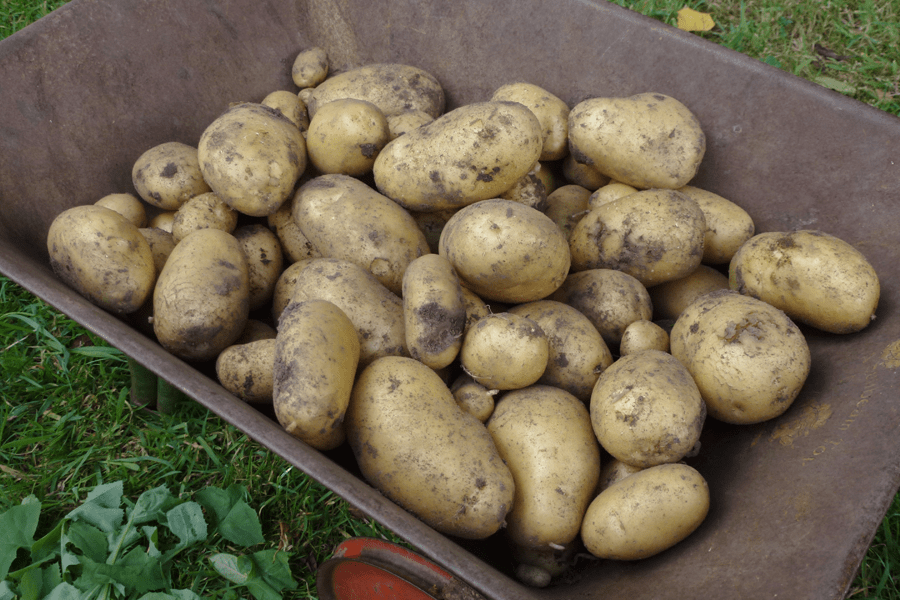 A good crop of potatoes